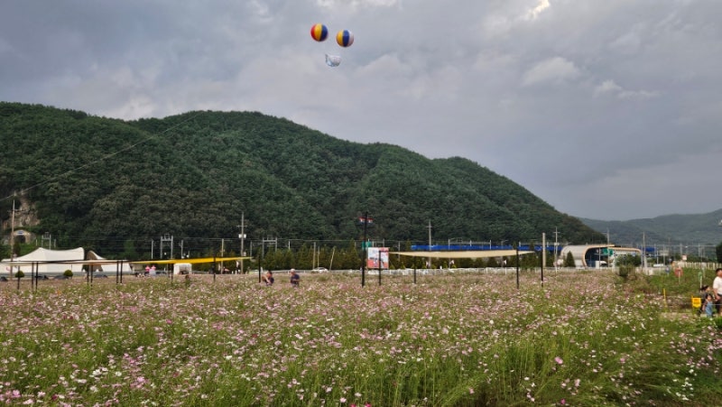 경남 제20회 하동 북천 코스모스 메밀꽃축제 일정, 이벤트 총정리 (9월22일 개막), 당일기차 가....