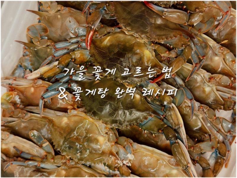 가을 제철 꽃게탕 끓이는 법 | 꽃게 고르는 법과 비린내없이 끓이는 간단레시피