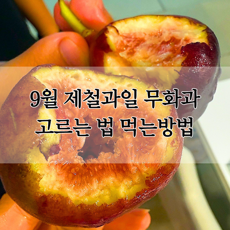 9월 제철과일 무화과 먹는 방법 고르는법 보관법 칼로리 효능