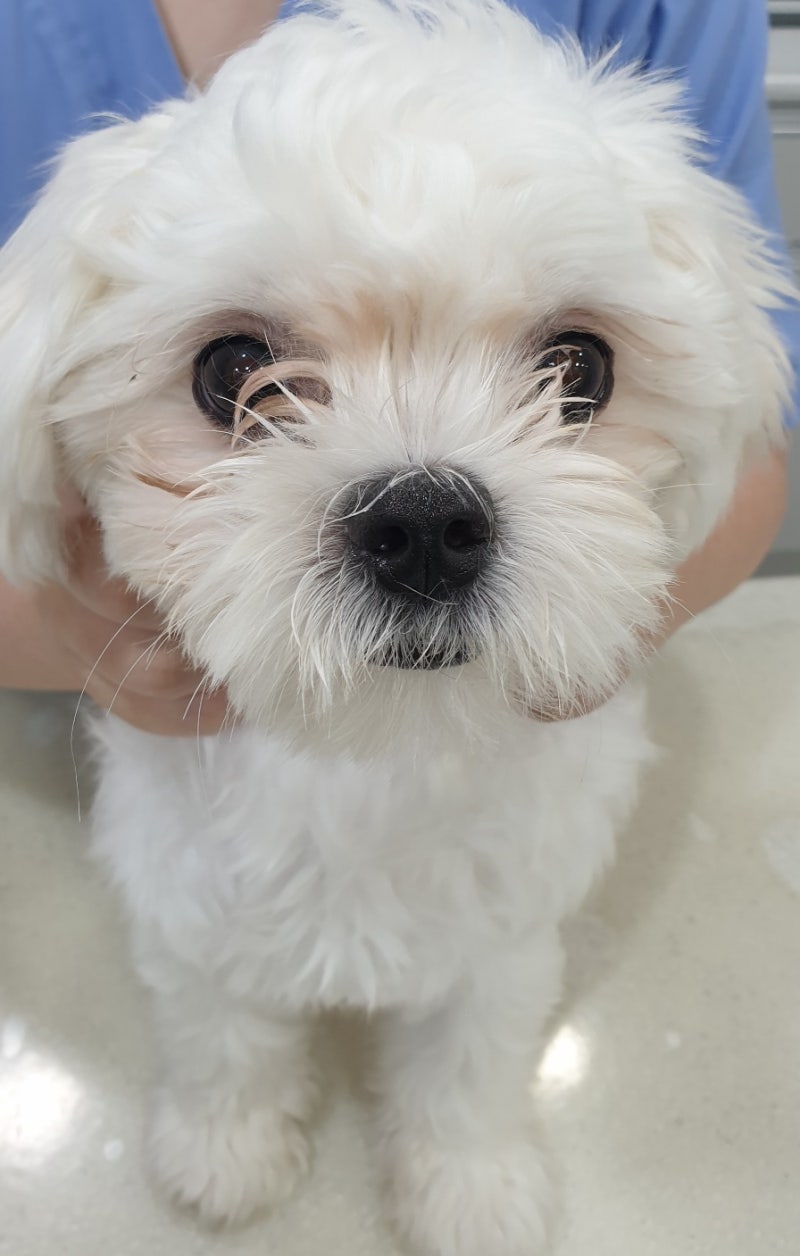 강아지 잔존유치 원인과 관리, 마포 힐링 동물병원 로운(9개월) 건강검진 결과입니다.