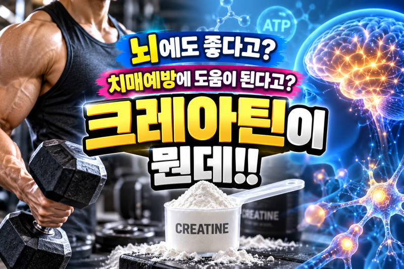 크레아틴 효능 뭐길래? 근육뿐 아니라 뇌에도 효과? 먹는법·수치·부작용·탈모까지