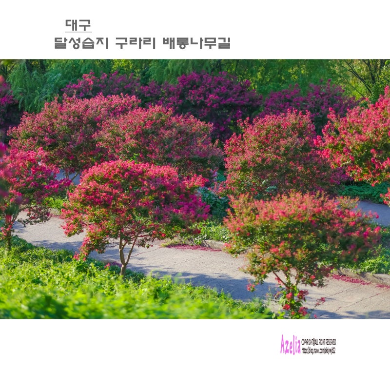 대구::달성습지 구라리 배롱나무길【26년9월13일】