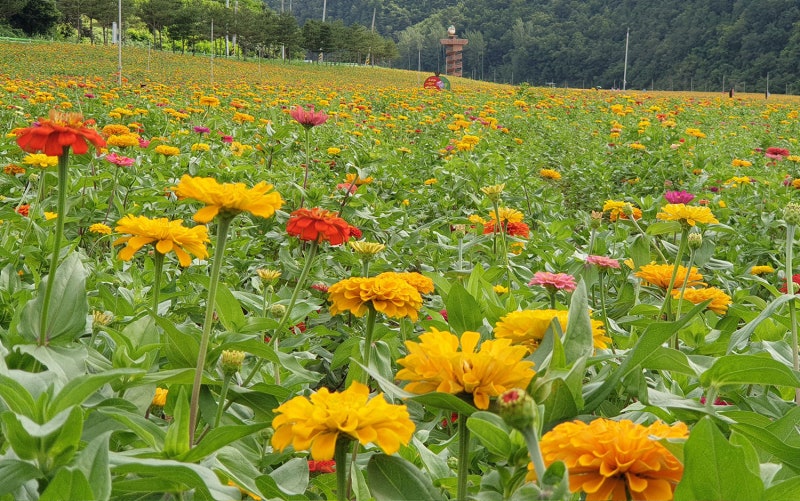 하루에 다 보려 하지 마세요…가을 청송 제대로 즐기는 1박2일 여행코스