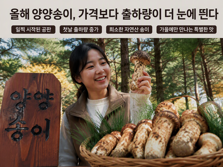 2026 양양송이 가격｜1kg 120만원, 올해 송이가 많이 나온 이유