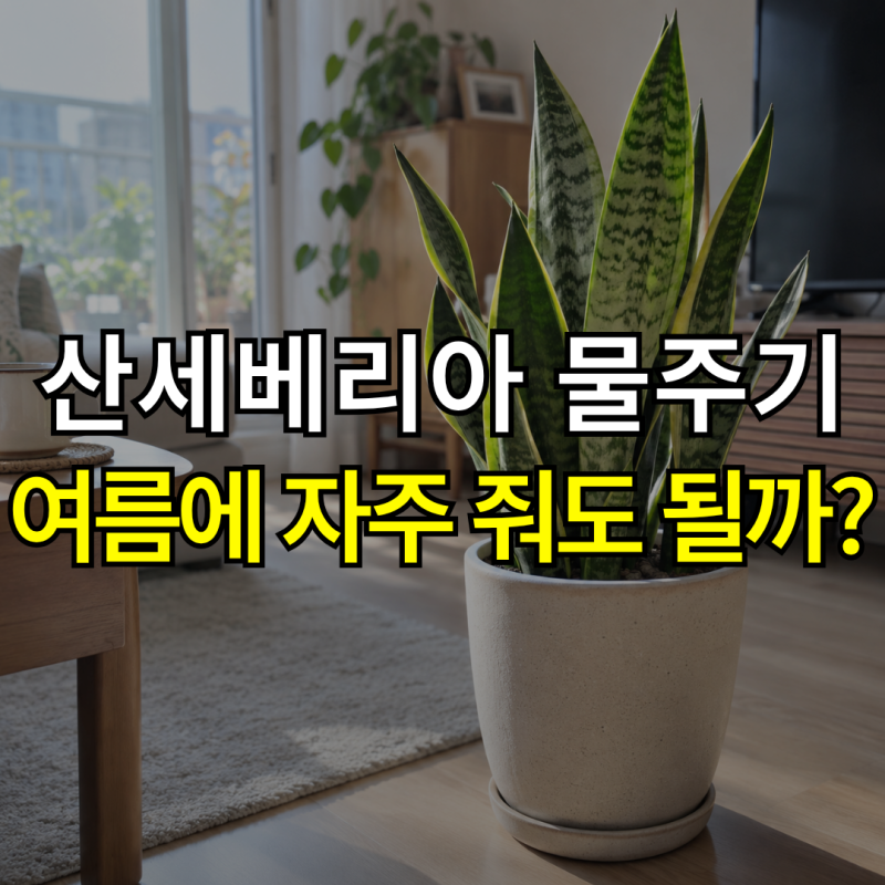 “여름엔 물 더 줘야 할까?” 산세베리아 물주기 기간과 관리법