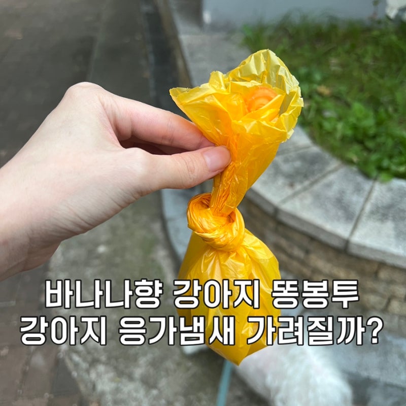바나나향 똥봉투로 강아지 똥냄새 가려봄, 붐붐포 바나나향 풉백 다이소 똥봉투 비교