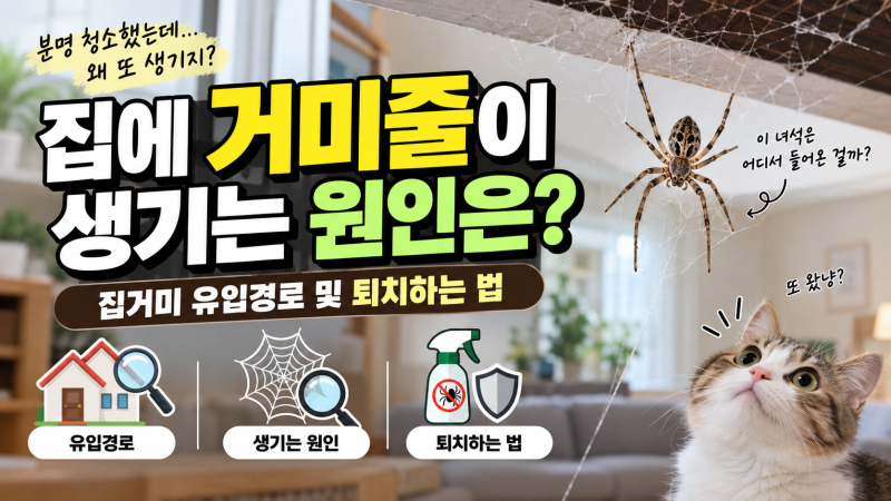 집에 거미줄이 생기는 원인은? 집거미 유입경로와 퇴치하는 법까지 정리