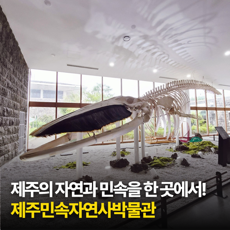 9월 제주 가볼만한 곳 실내여행지 제주민속자연사박물관 운영시간 관람료