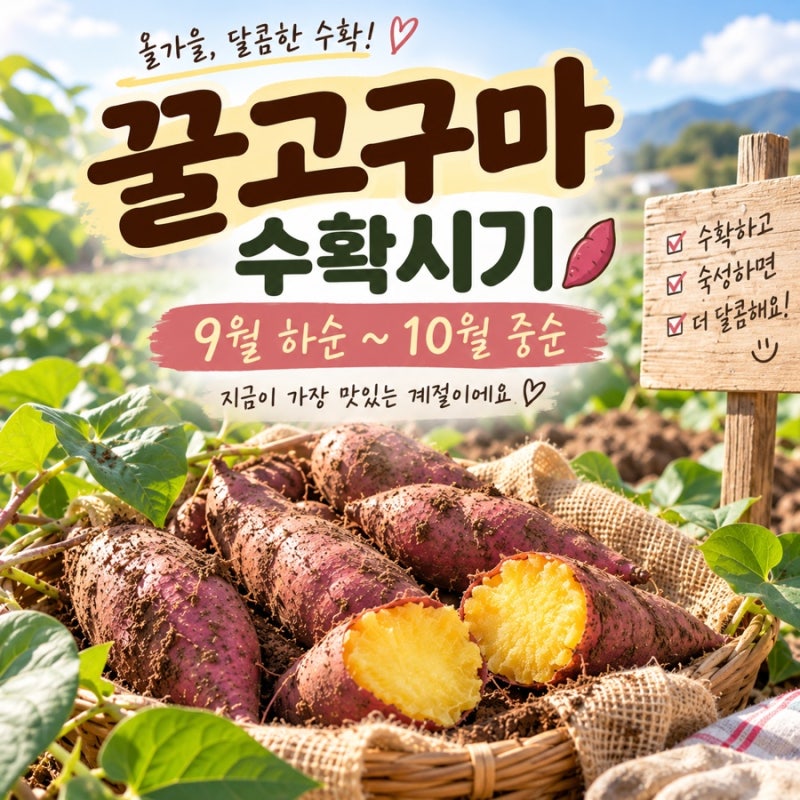 꿀고구마수확시기 언제일까? 캐는 시기와 숙성·보관법 총정리