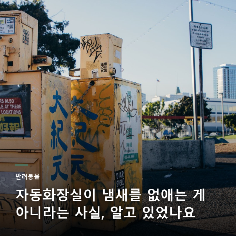 고양이 화장실 관리의 핵심, 제조사가 공개한 3가지 기준 확인해 보세요