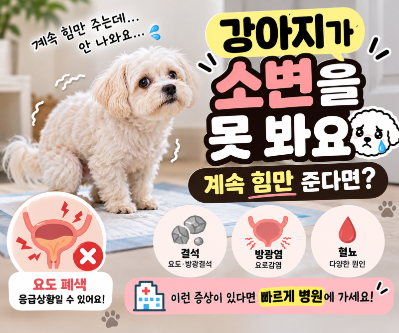 강아지가 소변을 보려고 해도 나오지 않을 때｜계속 힘만 준다면 확인하세요
