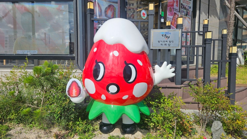 속초 해수욕장 근처 맛집 수제 설악딸기모찌 너무 맛있어요