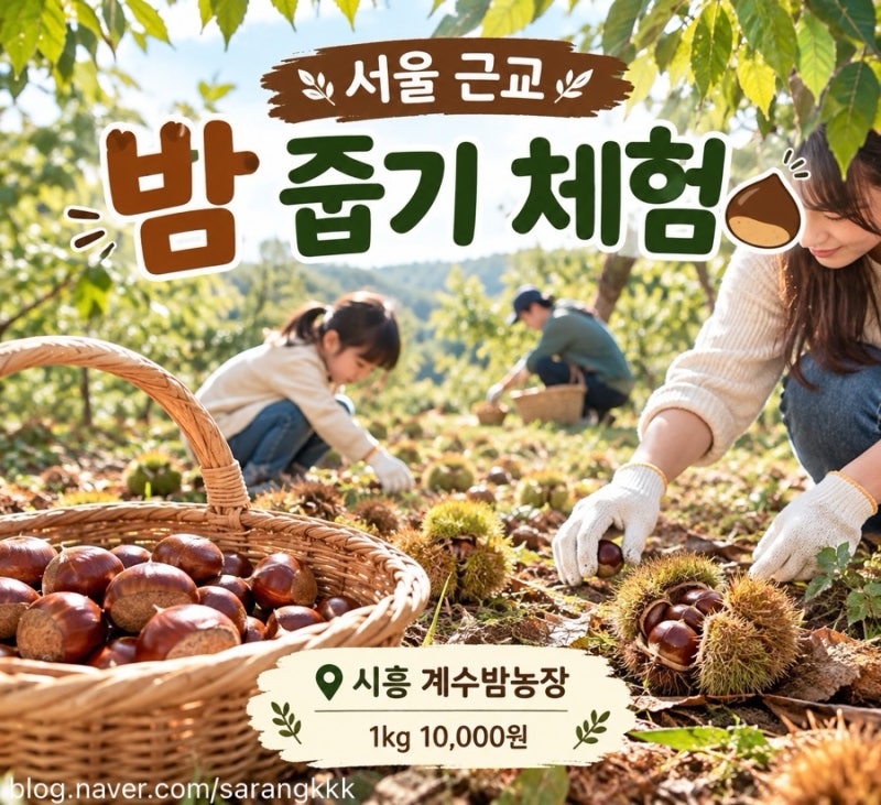 가성비 서울 근교 밤 줍기 체험 어디로 갈까? 밤농장 가격·위치 총정리!