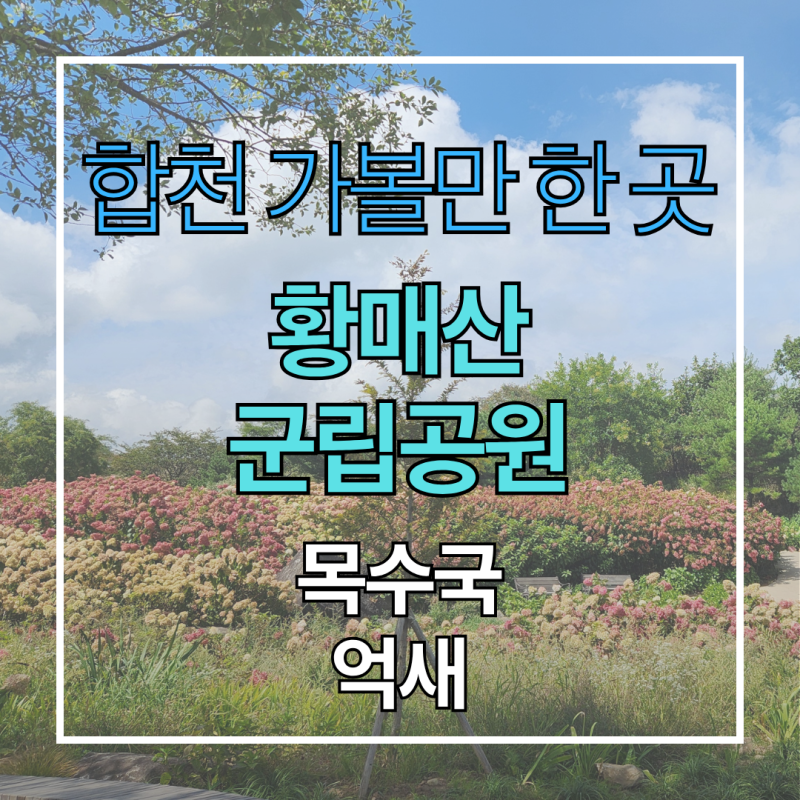 합천 황매산군립공원 9월 목수국 억새 풍경과 나눔카트 주차 후기