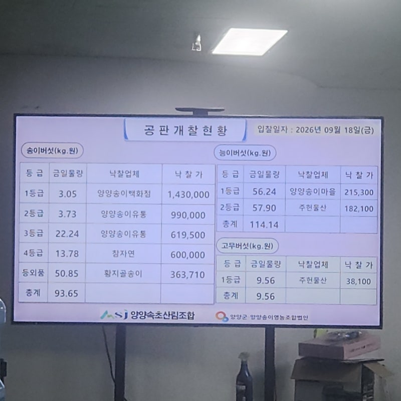 양양송이 입찰가격