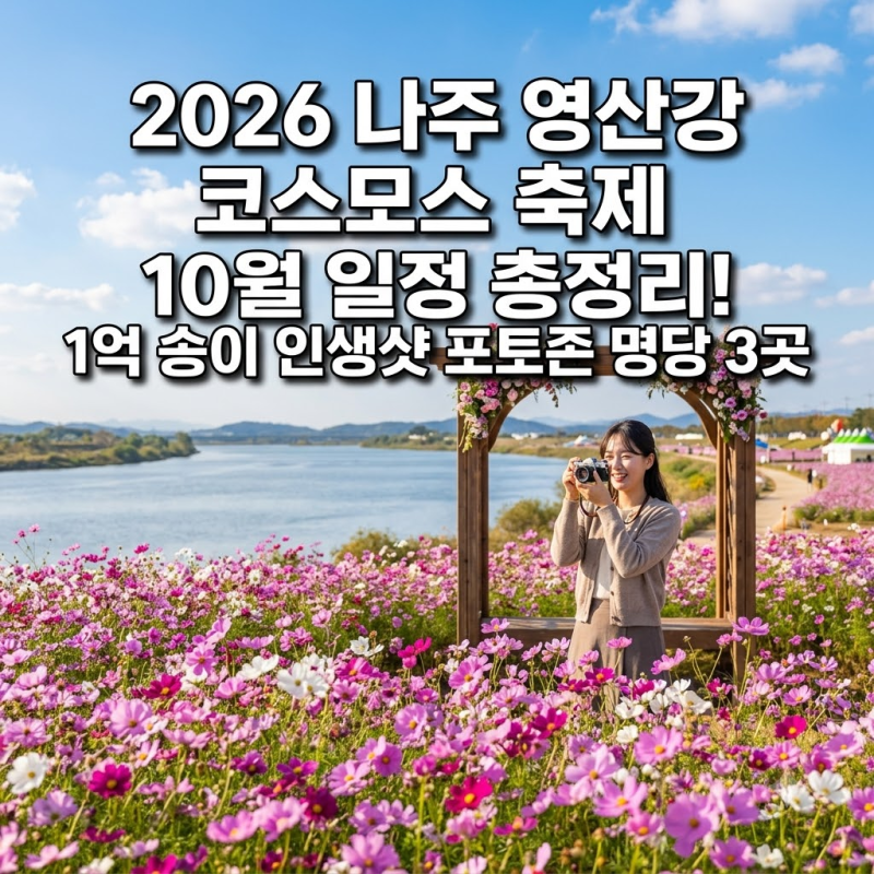 2026 나주 영산강 코스모스 축제 10월 일정 총정리! 1억 송이 인생샷 포토존 명당 3곳