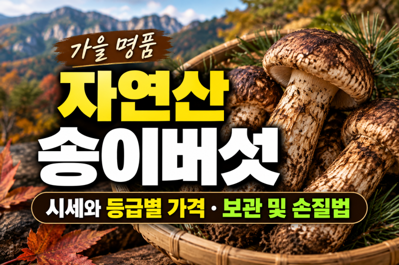 가을 명품 자연산 송이버섯 시세와 등급별 가격, 신선한 보관 및 손질법
