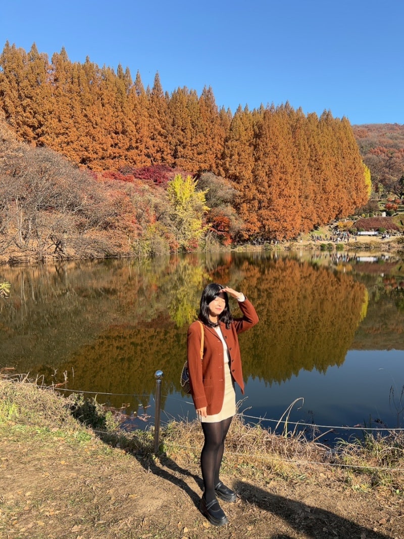 용인 단풍 명소 한국외대 글로벌캠퍼스 명수당 주말 성수기 은행나무 메타세콰이어 주차 인....