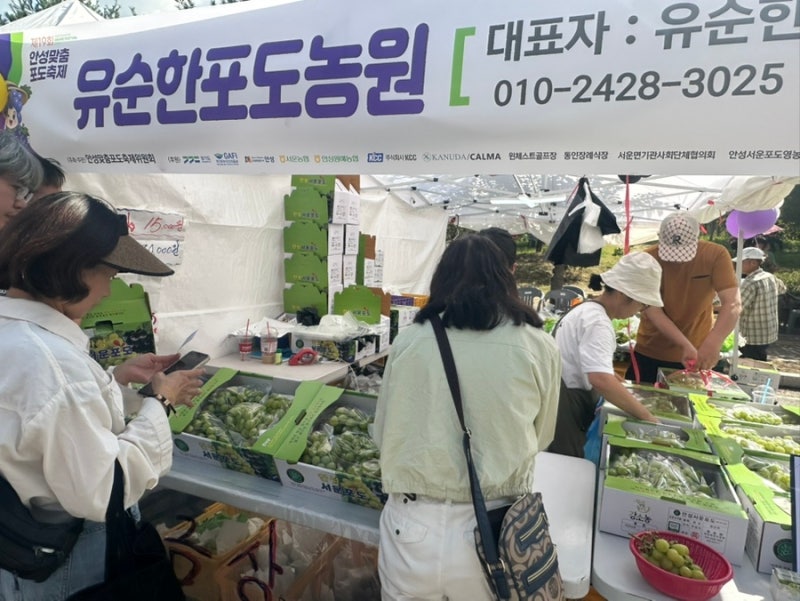 [유통전문가] 안성맞춤 포도축제, 안성 포도축제 일정 주차, 싸인머스캣 가격 2kg 1만5천원, 안....