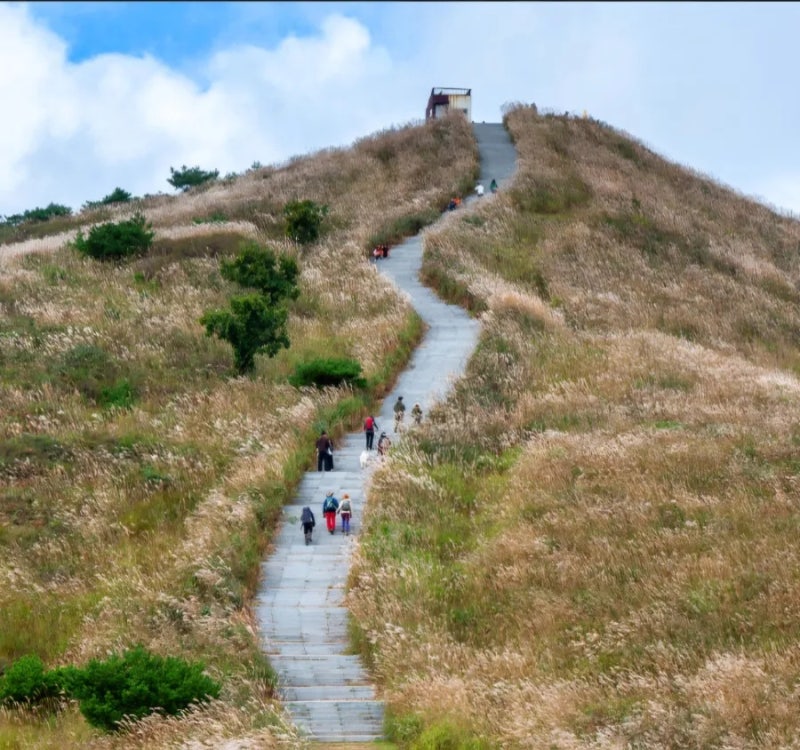 차로 해발 850m까지 슝! 절정 앞둔 합천 황매산 억새 트레킹 코스.주차 꿀팁 총정리
