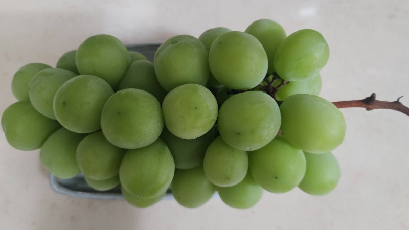 맛있는 샤인머스캣 고르는 법 실패 없는 꿀팁
