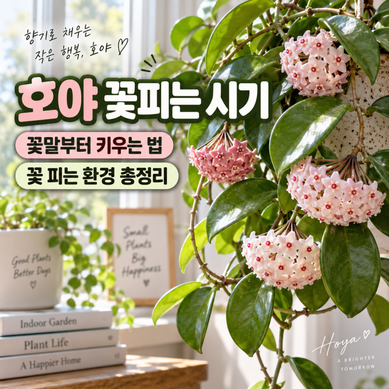 호야꽃피는시기 꽃말부터 키우는 법 꽃 피는 환경 총정