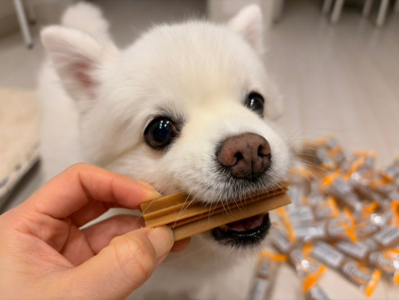 저알러지 강아지덴탈껌 시그니처바이 치석제거 본격 돌입