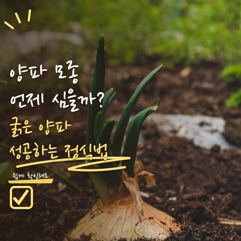 양파 키우기 모종은 언제 심어야 할까? 굵은 양파 만드는 정식시기와 방법