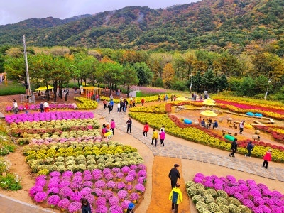 [강원도 인제 가볼 만한 곳] 2026 인제 가을꽃축제 일정, 주차, 주변 맛집총정리