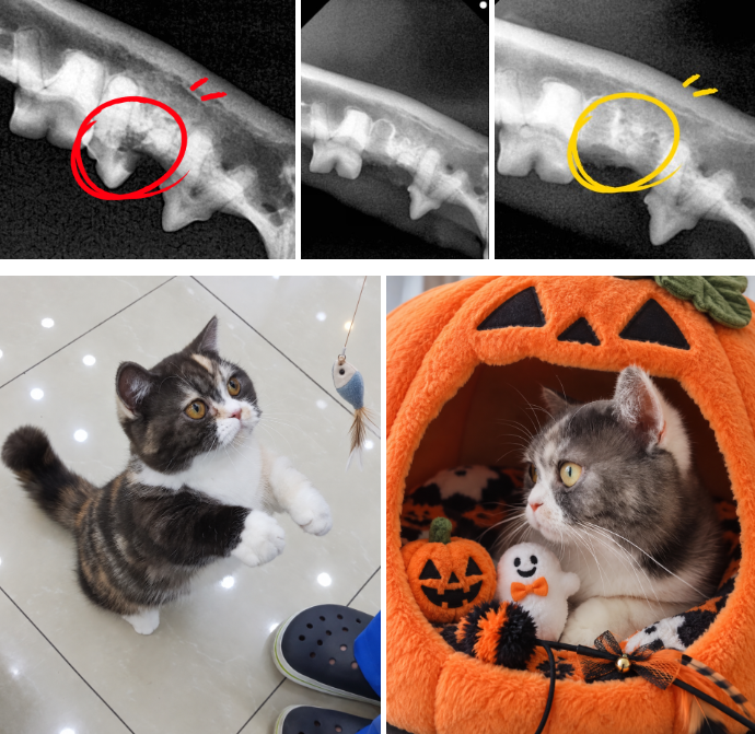 분당 고양이 치아흡수성병변(TR·FORL) 스케일링·발치 잘하는 병원｜판교 P&P