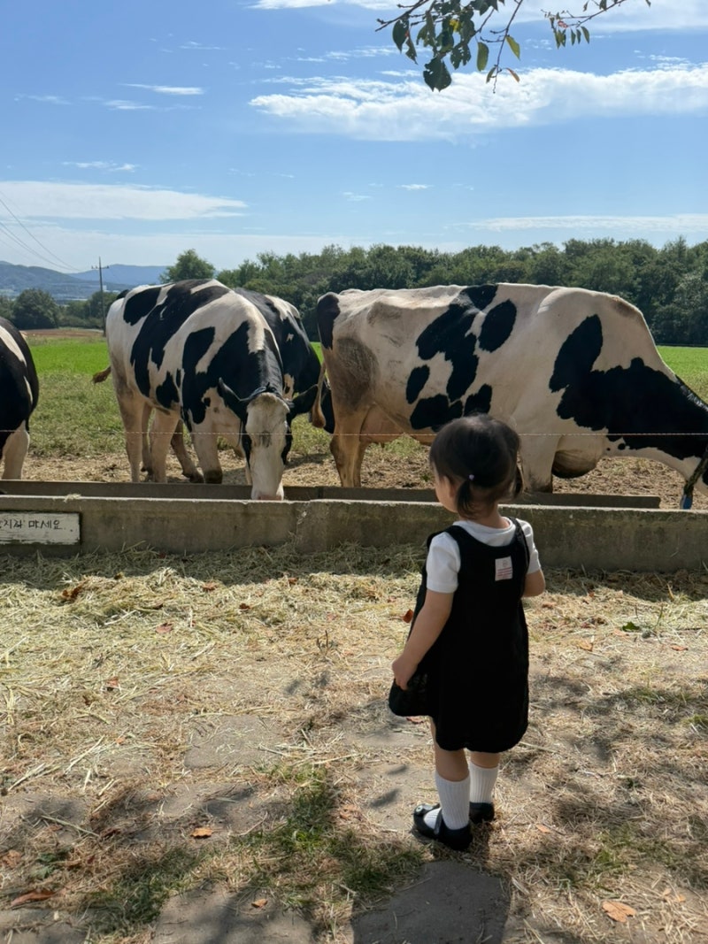 20개월 아기랑 용인 농도원목장 리얼 후기