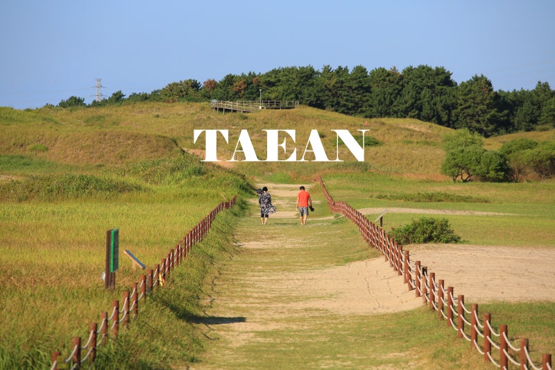 Taean Sinduri Coastal Dune: From How to Get There to Walking Trails and Photo Spots