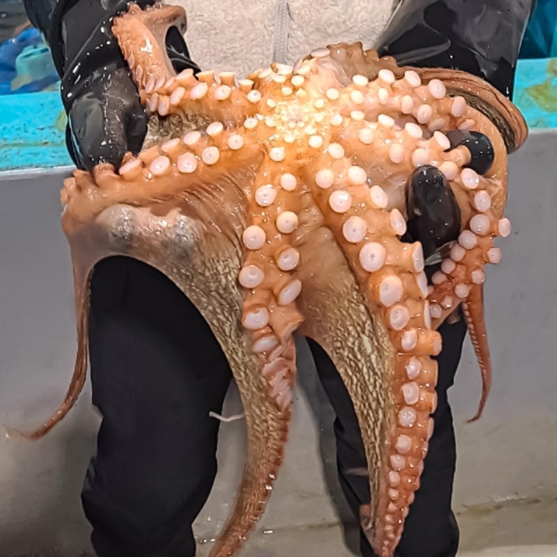 문어 삶는 시간 1kg 8분, 문어가 질긴 건 문어 탓이 아닙니다