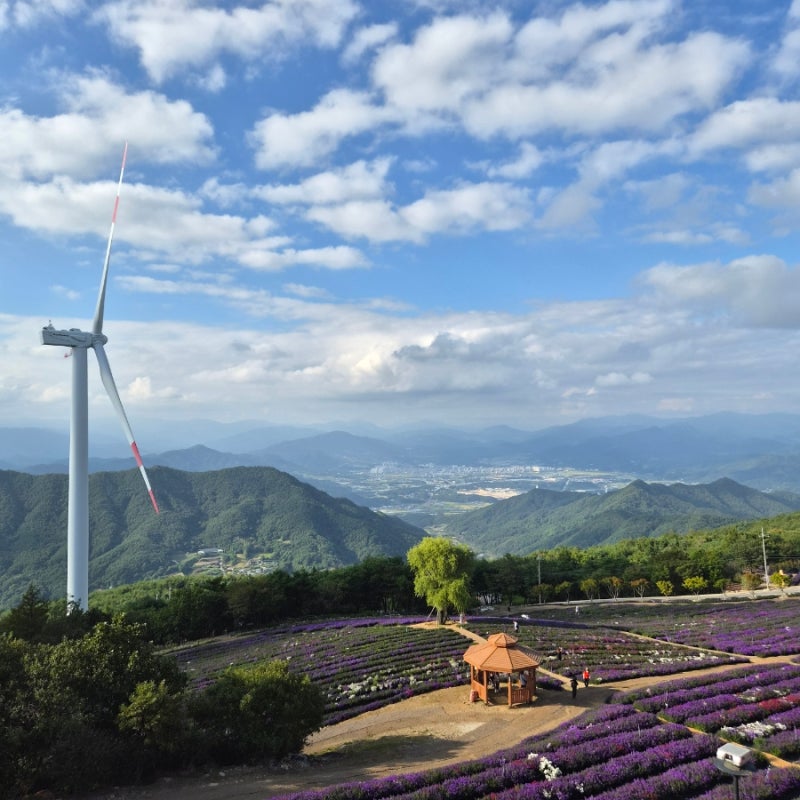 경남 가을 여행지 2026 거창 감악산 꽃별여행 별바람언덕 아스타축제 방문 후기