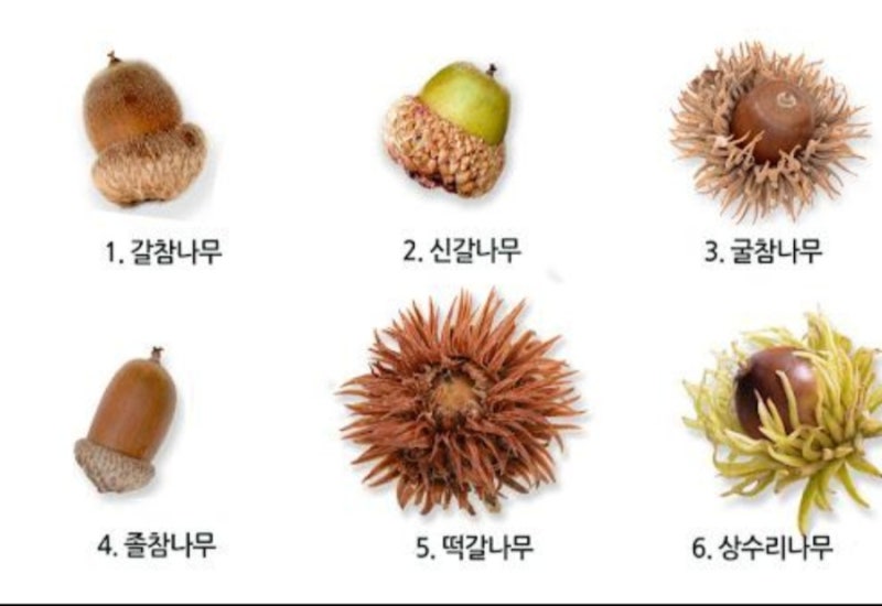 뒷동산 도토리 6형제 총정리 & "주워가는 도토리 보며 한숨 짓지 마세요!" (ft. 털모자와 비니....