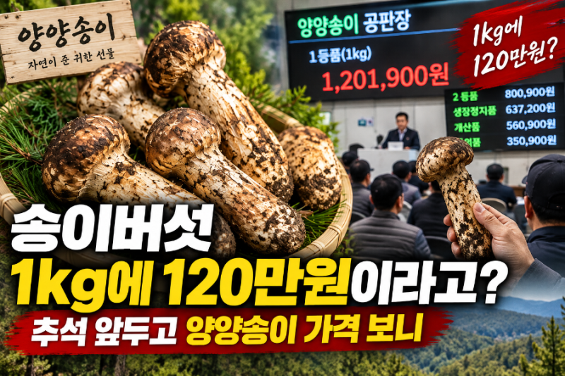 송이버섯 1kg에 120만원이라고? 추석 앞두고 양양송이 가격 보니