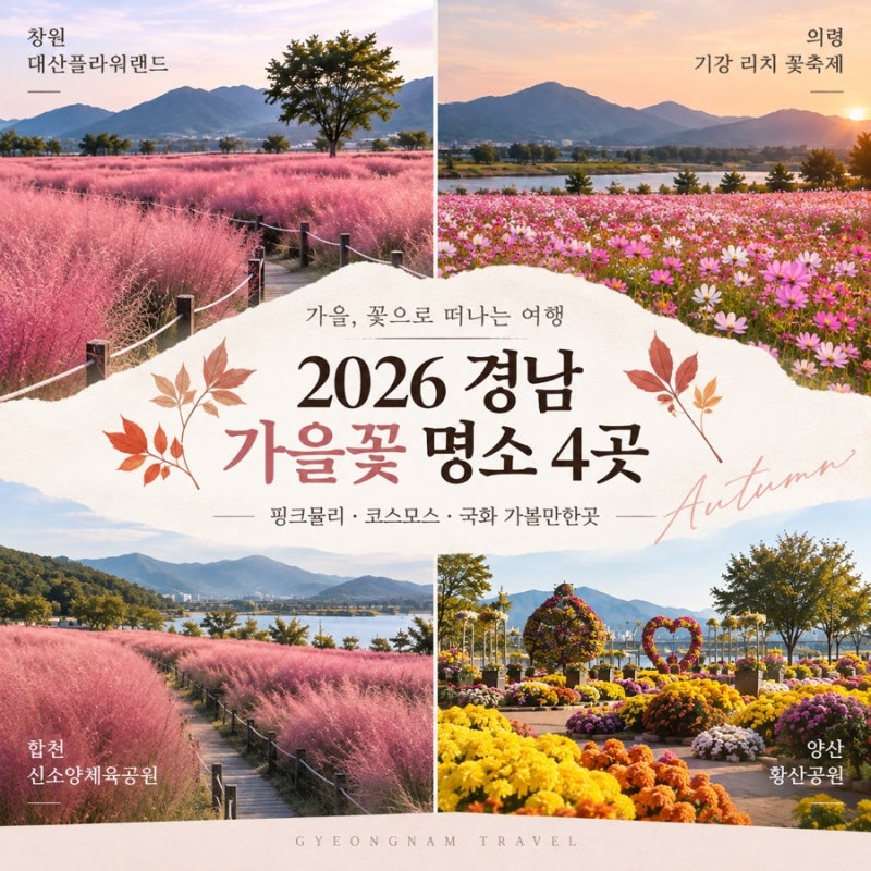 2026 경남 가을꽃 명소 4곳｜핑크뮬리 코스모스 국화 가볼만한곳