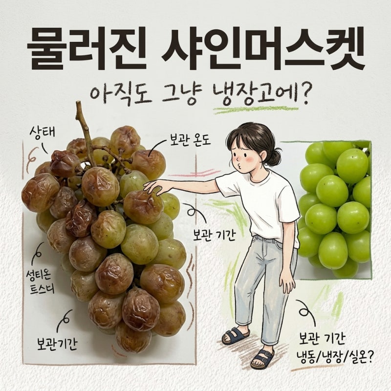 반 송이는 물러짐 샤인머스켓 보관법, 보관 온도, 냉장, 실온, 냉동, 보관기간