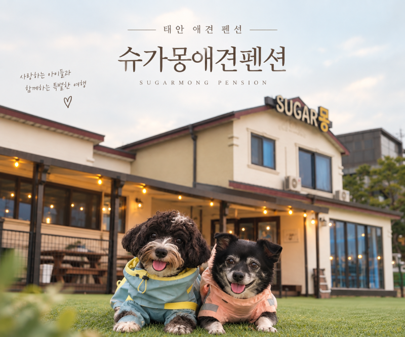 [충남 태안] 태안 애견펜션 슈가몽애견펜션｜넓은 운동장·수영장, 비 와도 바베큐 가능!