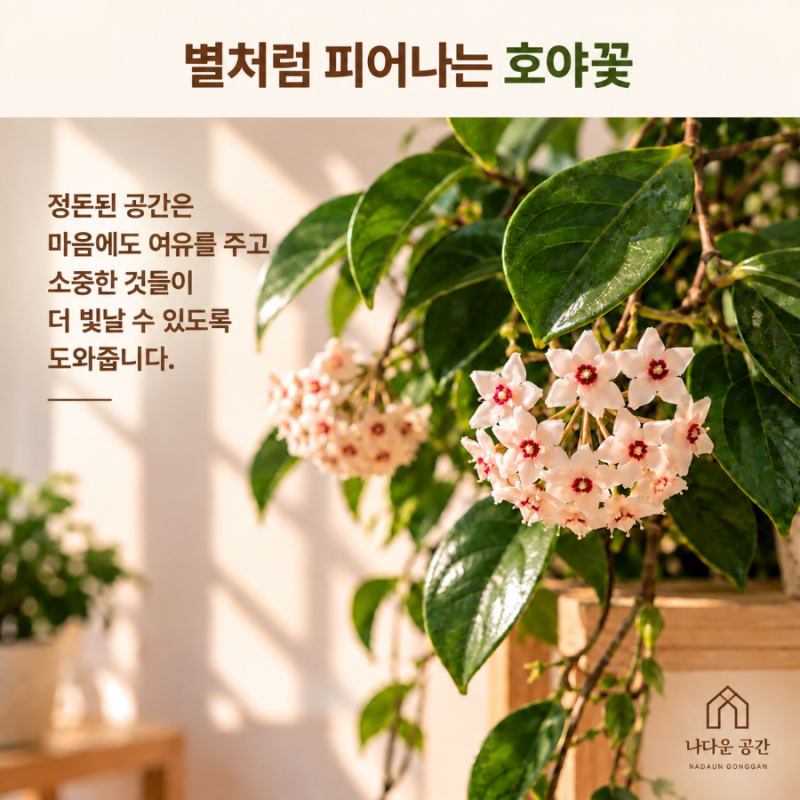 「호야 꽃 피는 시기 / 정리된 공간에서 더 아름답게 키우는 법」