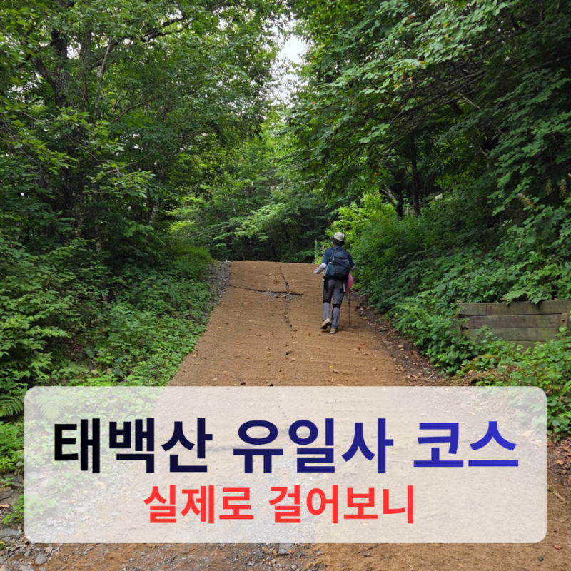 태백산 유일사 코스 실제 후기 | 약 8km 왕복, 7시간 걸어보니