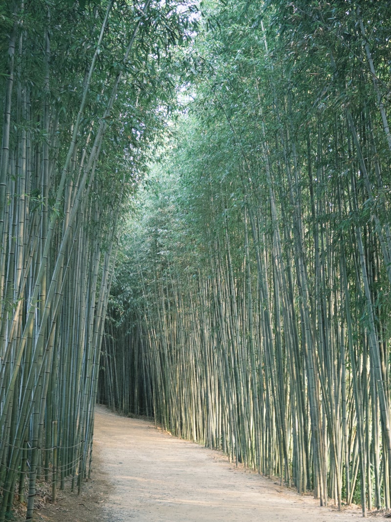 Juknokwon, Damyang: Admission Fees, Parking, and a Review of the Bamboo Forest Walk
