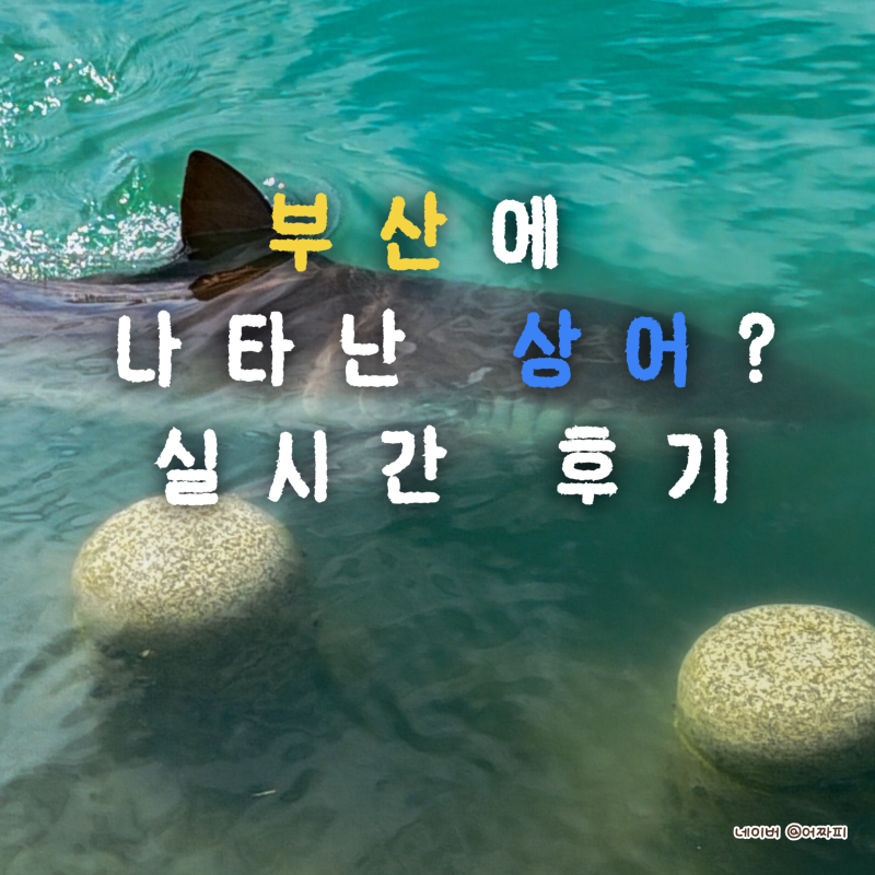 Shark Sighting in Busan Sea: How to Get to Busan North Port Waterfront Park from KTX Busan Station and Review of the Bull Shark