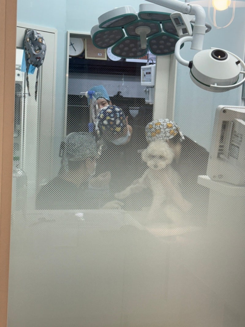 송도동물병원 투게더동물병원 9살 강아지 건강검진 스케일링 솔직후기