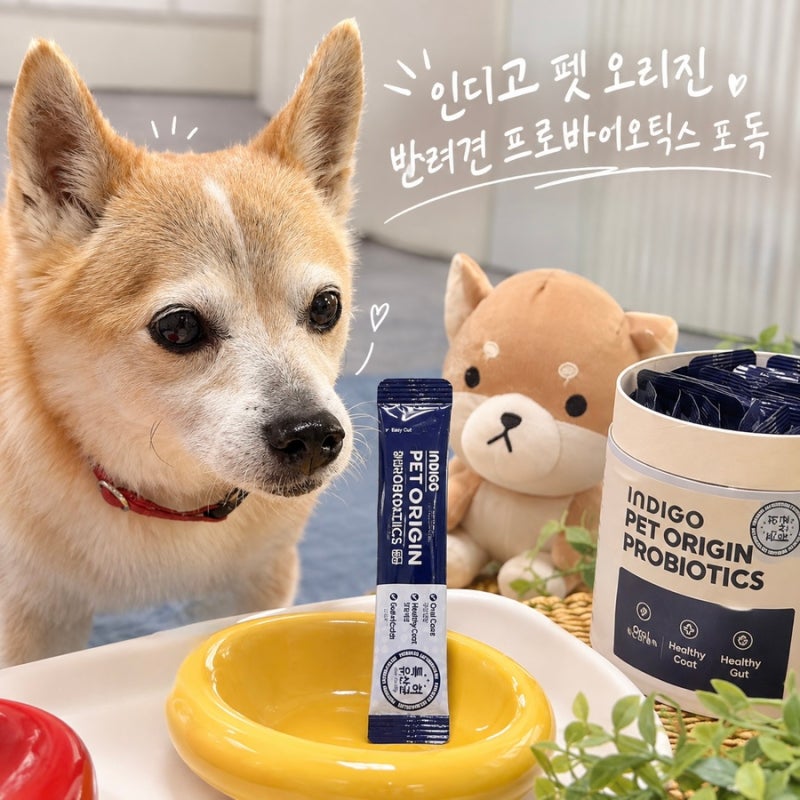 16살 망망이에게 급여해본 인디고 펫 오리진 반려견 프로바이오틱스 포 독 후기 강아지 유산....