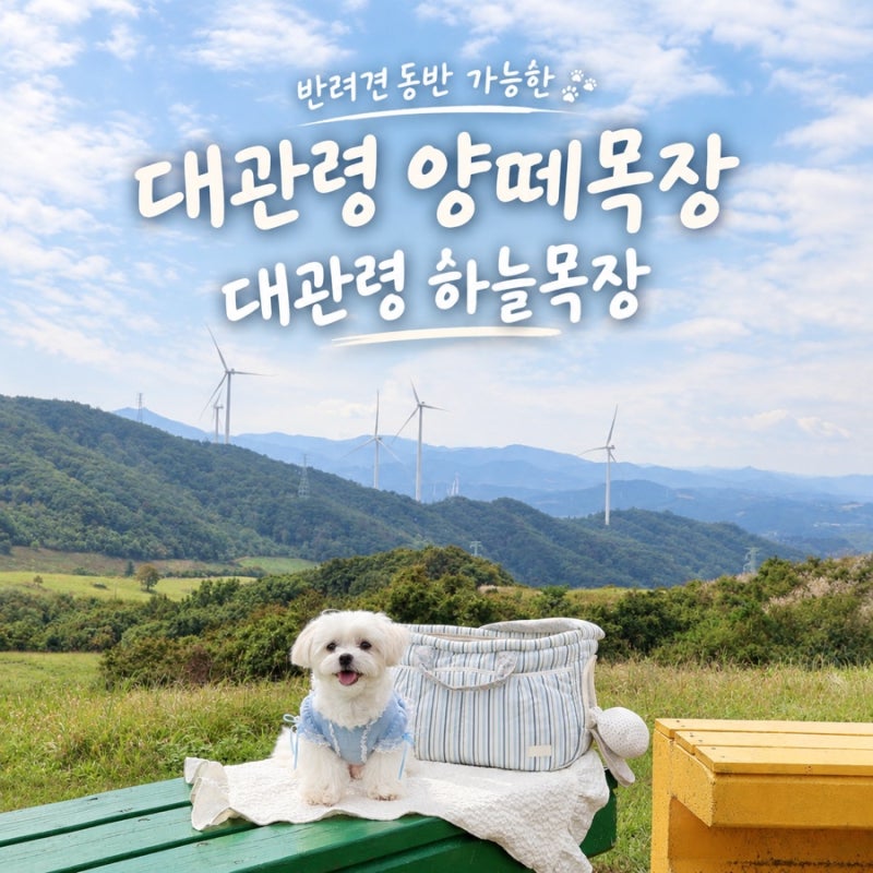 반려견과 함께 가기 좋은 대관령 하늘 목장 평창 여행 필수 코스