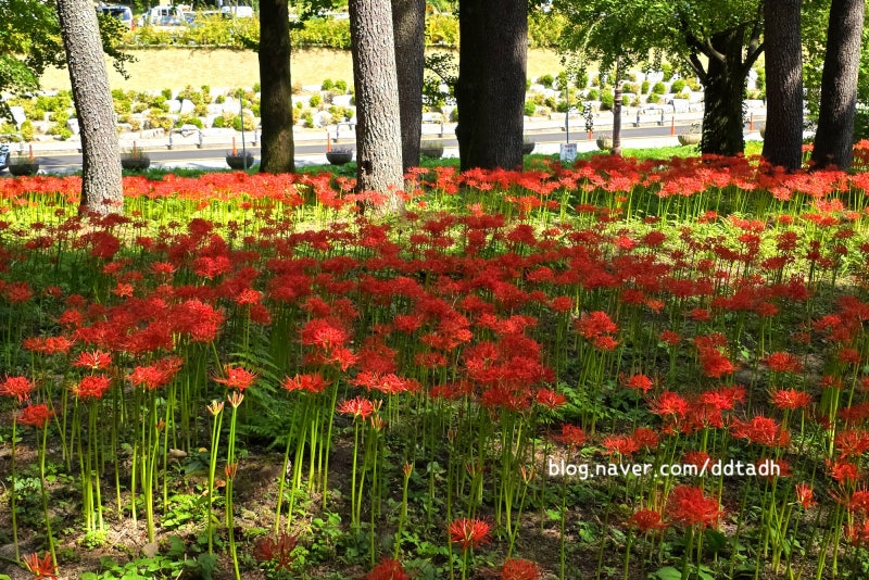 김천 직지사 꽃무릇 실시간 개화상황, 월류봉까지 다녀온 당일치기 여행