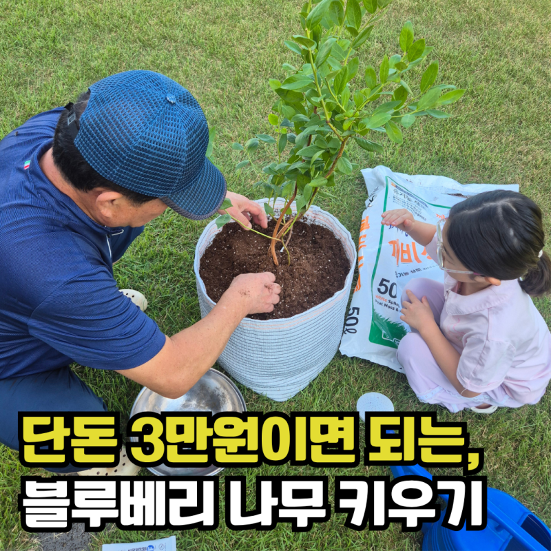 8세 아이와 블루베리 키우기, 깨비농장 DIY 세트로 간편하게!
