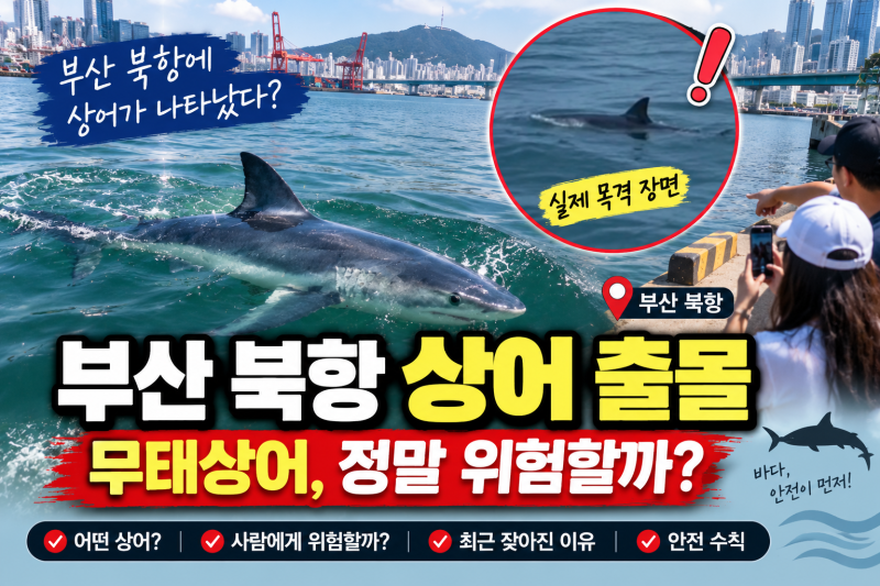 부산 북항 상어 출몰 무태상어 뭐길래?