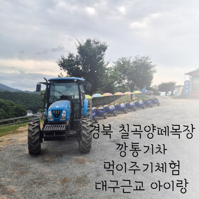 [경북 칠곡양떼목장] 대구근교 아이랑갈만한곳 깡통열차 양떼목장 미니동물원